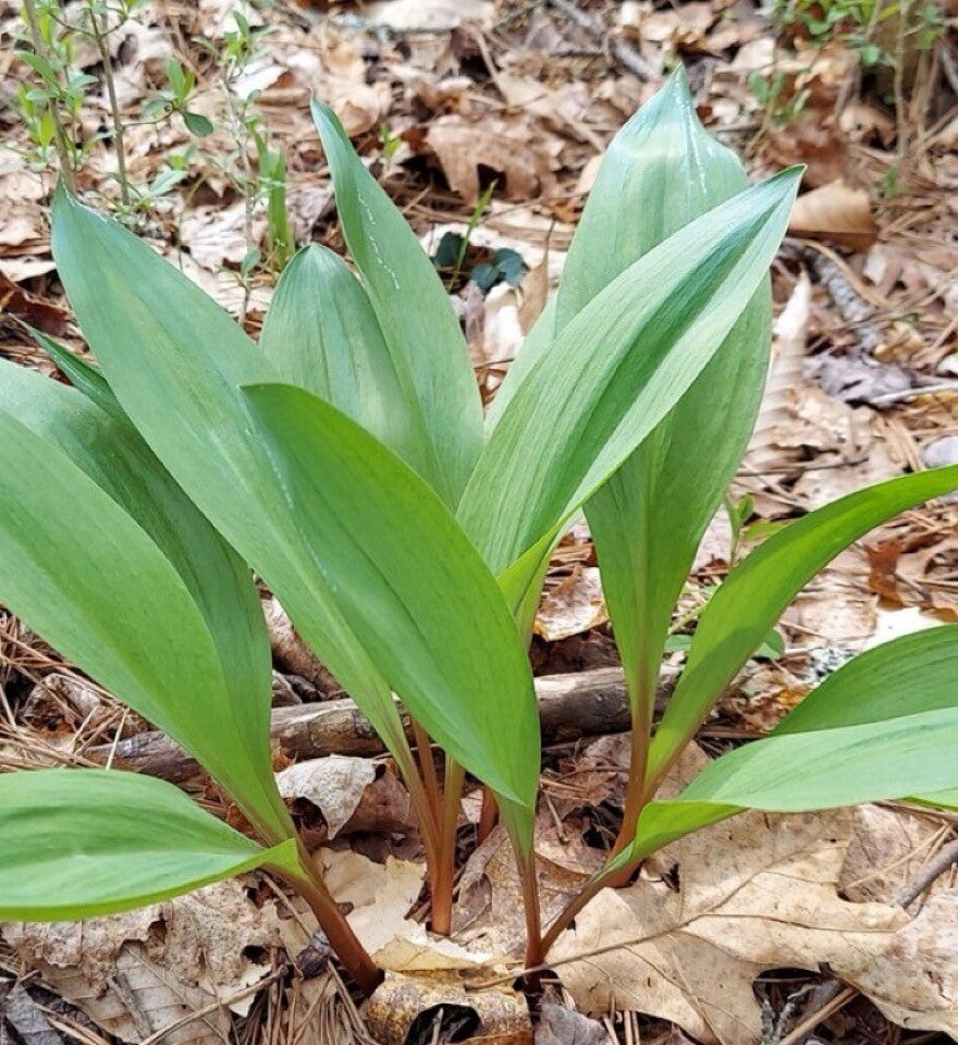 Embarking on a Springtime Quest: The Allure of Wild Ramps *Recipes included!*