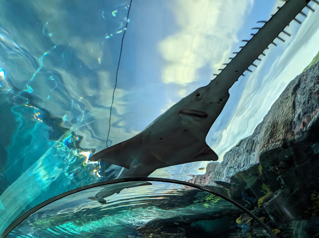 Embark on an Aquatic Adventure at Ripley’s Aquarium in Gatlinburg
