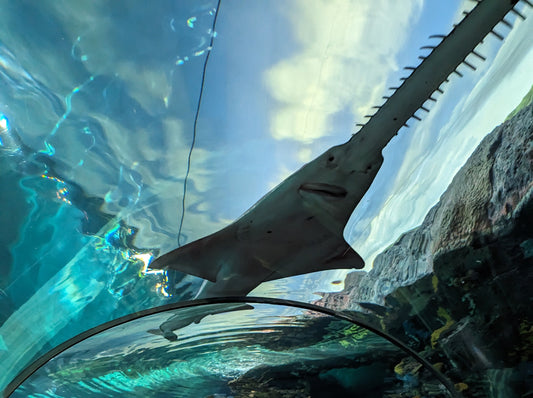 Embark on an Aquatic Adventure at Ripley’s Aquarium in Gatlinburg