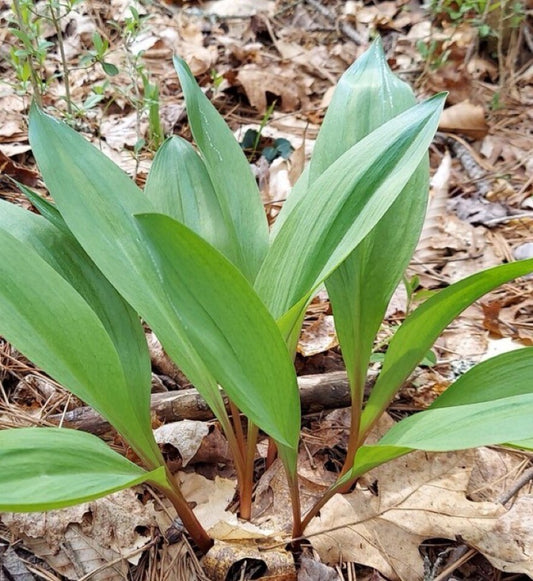 Embarking on a Springtime Quest: The Allure of Wild Ramps *Recipes included!*