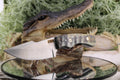 Harpoon Hunter with Natural Ram Horn & Mosaic Pins